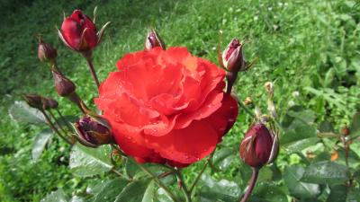 Dame de Coeur