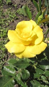 Golden Parfume