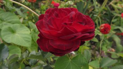 Dame de Coeur